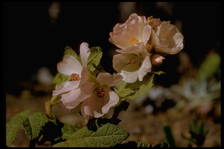 Imagem de Malacothamnus palmeri (S. Wats.) Greene