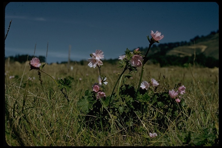 Image of dwarf checkerbloom