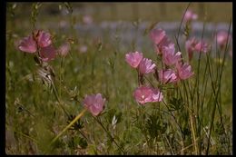 Image of dwarf checkerbloom