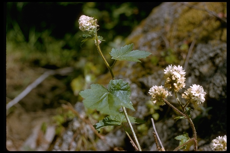 Sivun Sidalcea malachroides (Hook. & Arn.) Gray kuva