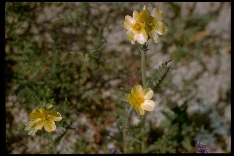 Image of Lindley's blazingstar