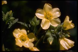 Image of Lindley's blazingstar