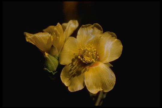 Image of Lindley's blazingstar