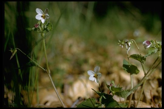 صورة Viola ocellata Torr. & Gray