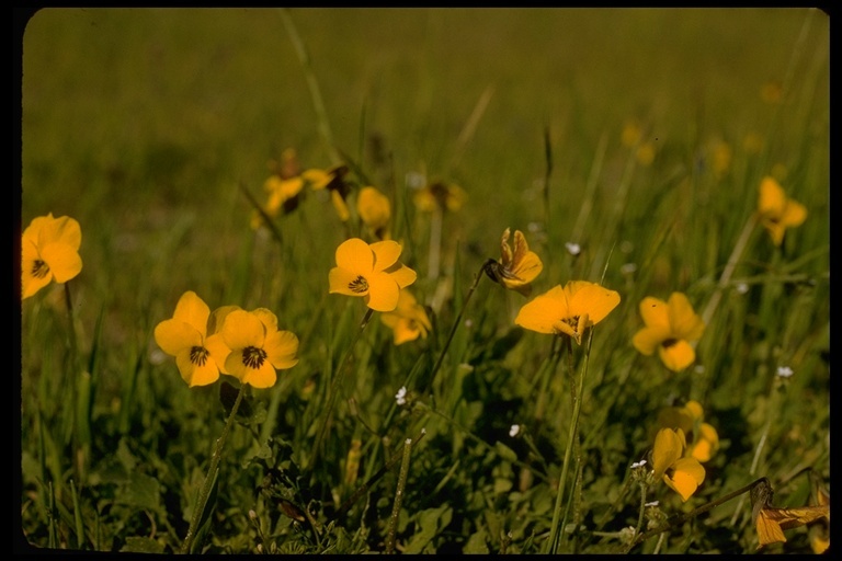 Image of Johnny-jump-up