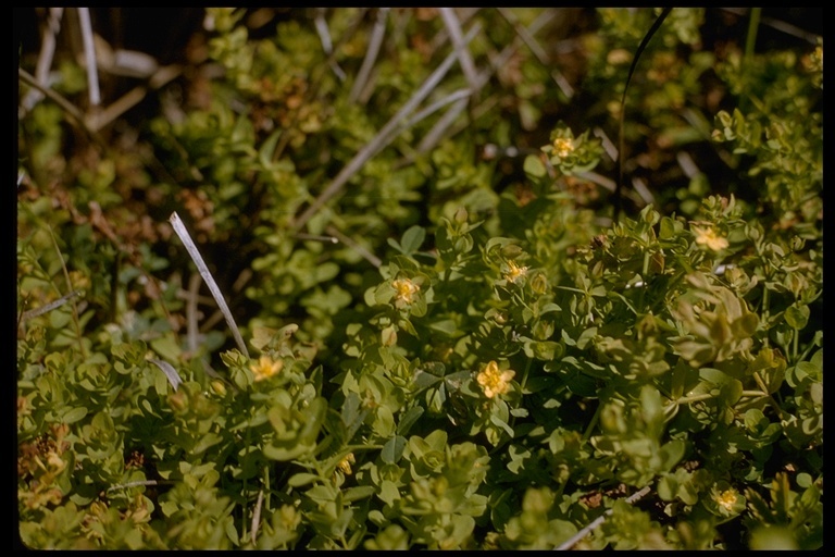 Image de Hypericum anagalloides Cham. & Schltdl.