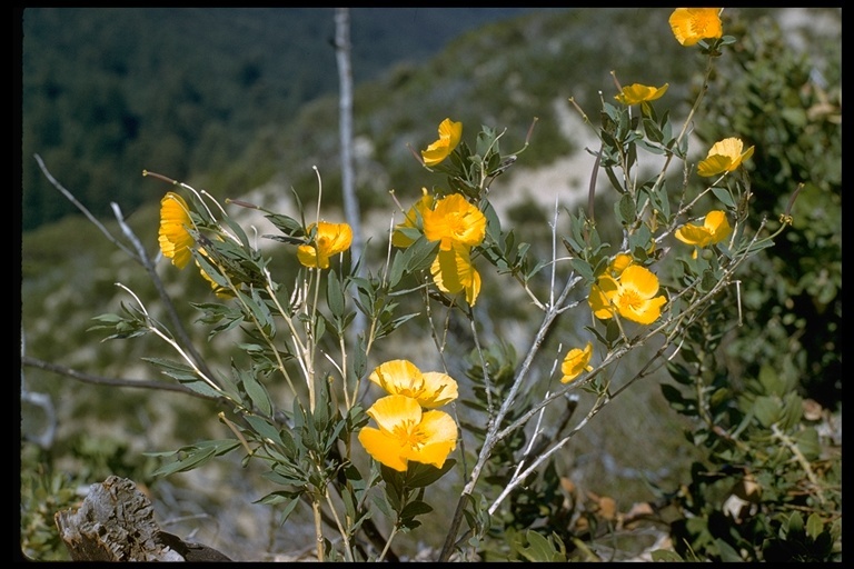 Image of tree poppy