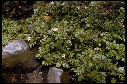 Image of Water-cress