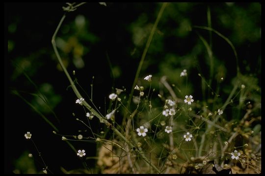 Image of field chickweed