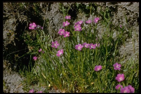 Image of fringed redmaids