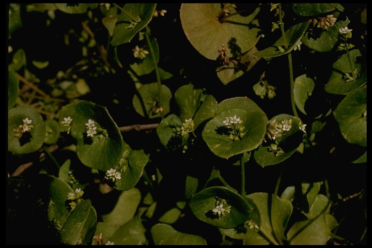 Image of Indian lettuce