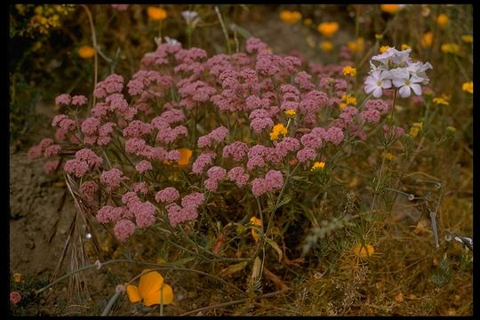 Image of Douglas' spineflower