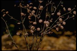 Image of anglestem buckwheat