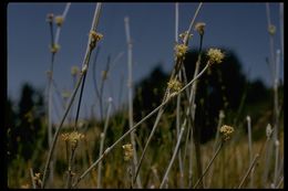 Image of longstem buckwheat