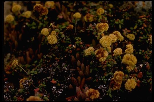 Image of seacliff buckwheat