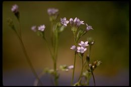 Image of purplespot gilia