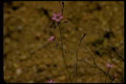 Plancia ëd Saltugilia splendens (Douglas ex H. Mason & A. D. Grant) L. A. Johnson