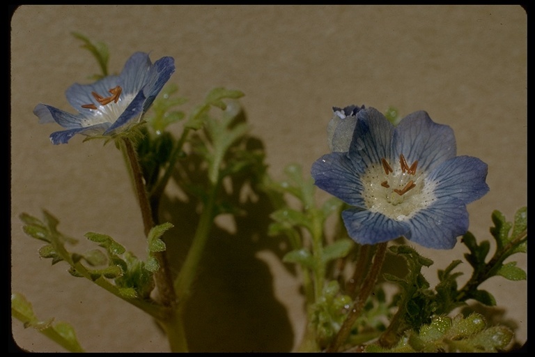 Image of baby blue eyes