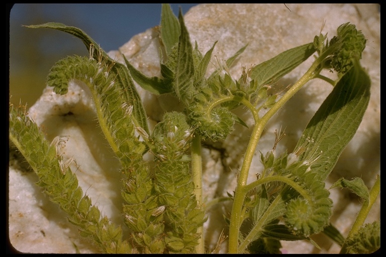 Image of imbricate phacelia