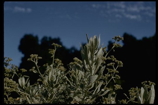 Imagem de Eriodictyon tomentosum Benth.