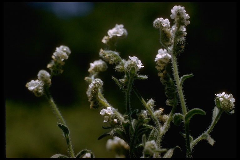 Слика од Cryptantha intermedia (A. Gray) Greene