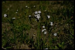 Plancia ëd Plagiobothrys nothofulvus (A. Gray) A. Gray