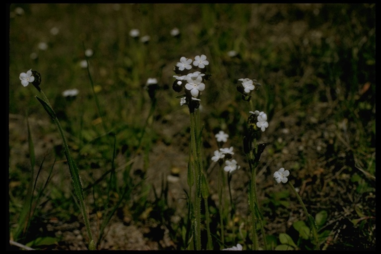 Plancia ëd Plagiobothrys nothofulvus (A. Gray) A. Gray