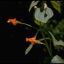 Image of <i>Mimulus eastwoodiae</i>