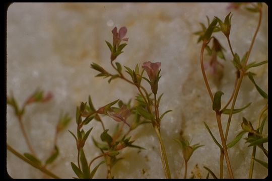 Image de Collinsia sparsiflora var. collina (Jepson) Newsom