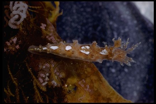 Dendronotus frondosus (Ascanius 1774) resmi