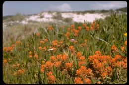 Слика од Castilleja latifolia Hook. & Arn.