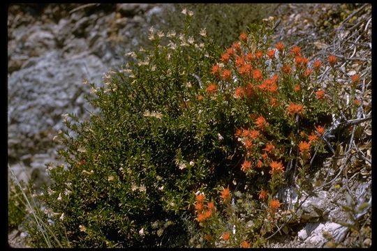 Слика од Castilleja foliolosa Hook. & Arn.