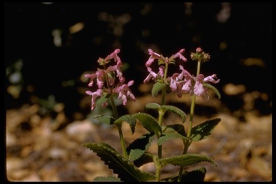 Stachys bullata Benth. resmi