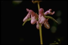 Stachys bullata Benth. resmi