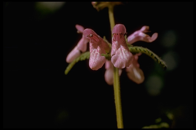 Stachys bullata Benth. resmi