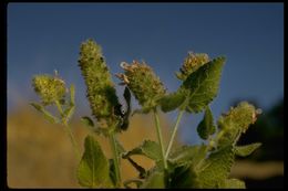 Image de Stachys pycnantha Benth.