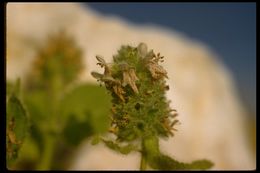 Image de Stachys pycnantha Benth.