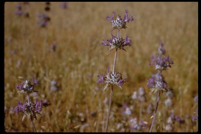 Imagem de Salvia carduacea Benth.