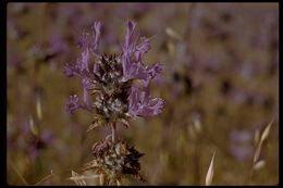 Imagem de Salvia carduacea Benth.