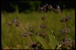 Imagem de Salvia sonomensis Greene