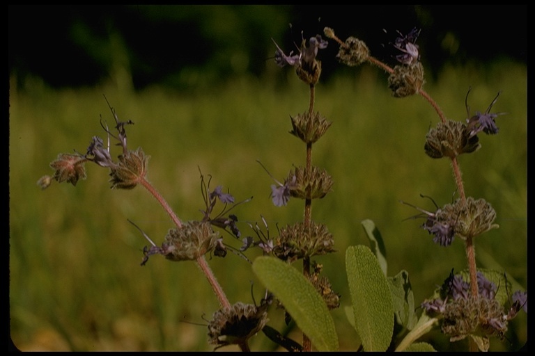 Imagem de Salvia sonomensis Greene