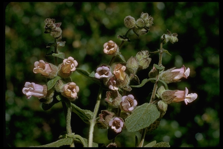 Слика од Lepechinia calycina (Benth.) Epling