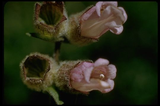 Слика од Lepechinia calycina (Benth.) Epling