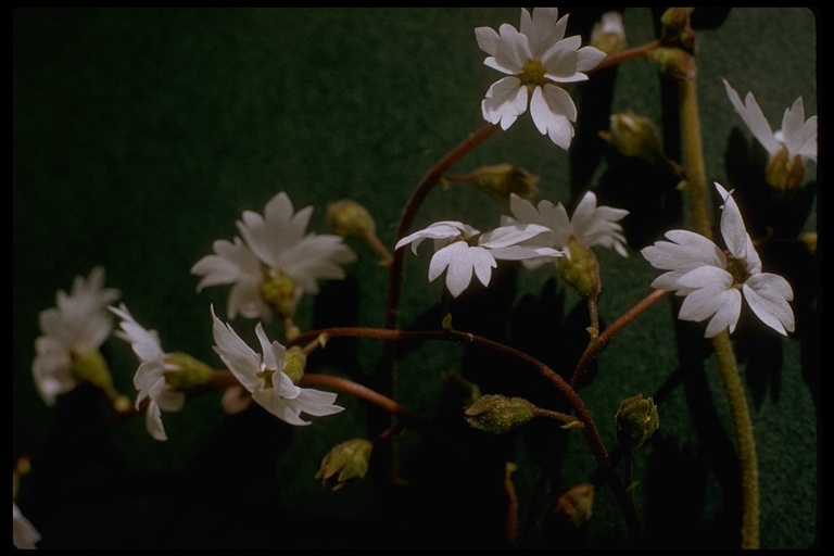 Image of San Francisco woodland-star