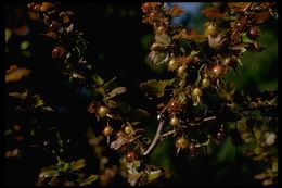 Image of hillside gooseberry