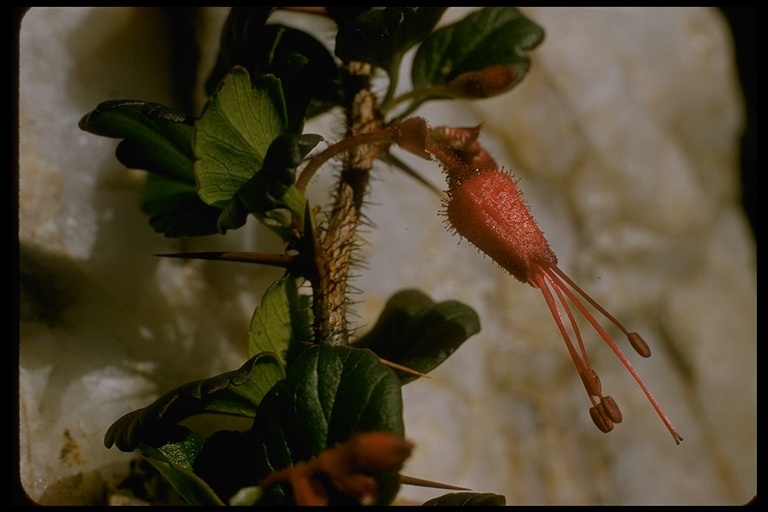 Image of fuchsiaflower gooseberry