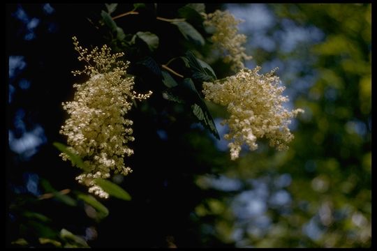 Image de Holodiscus discolor (Pursh) Maxim.