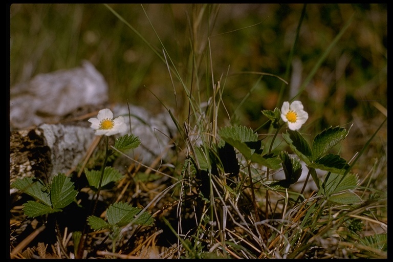 Image of woodland strawberry