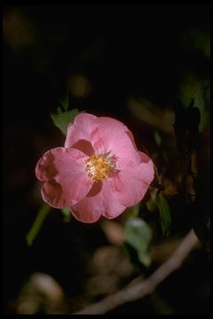 Image of dwarf rose