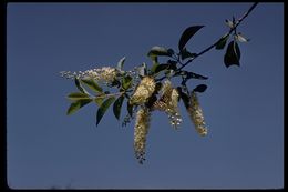 Prunus virginiana var. demissa (Nutt.) Torr. resmi